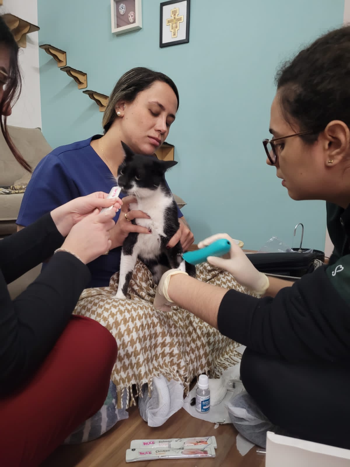 Atendimento felino domiciliar da Dra. Nathália Ribeiro