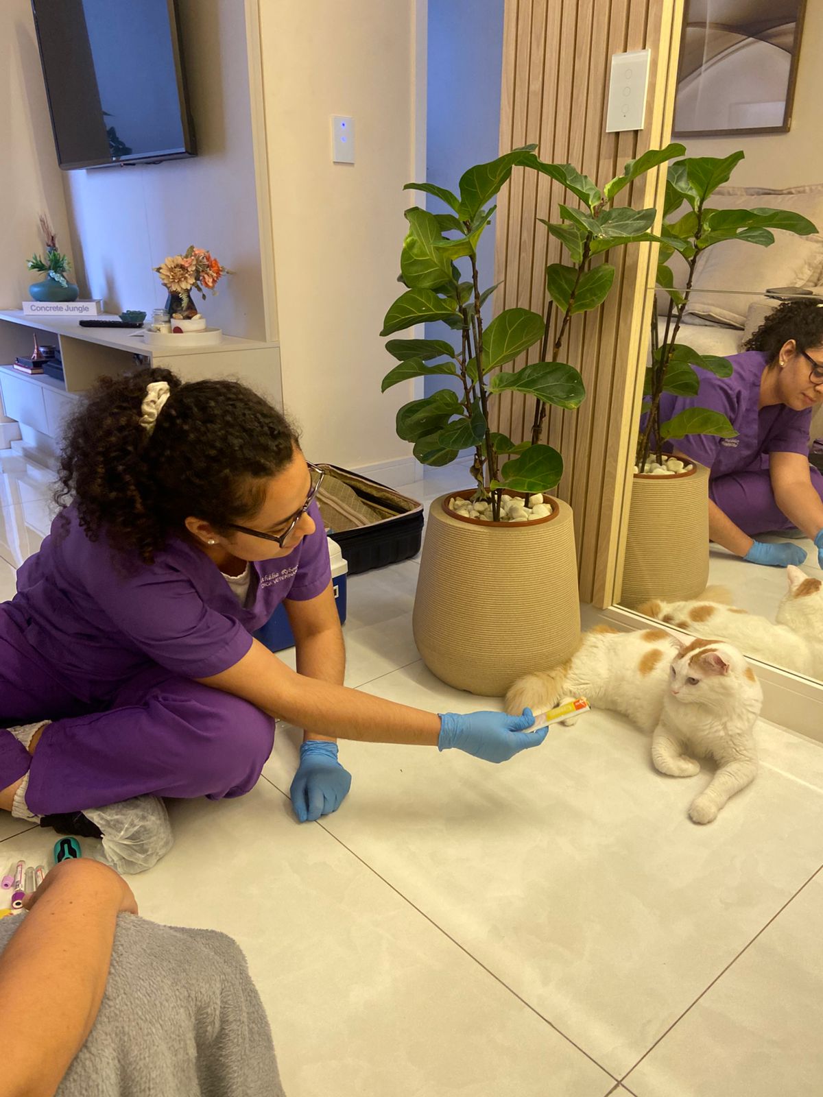 Atendimento felino domiciliar da Dra. Nathália Ribeiro